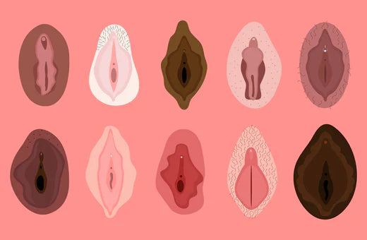 HVA ER EN VULVA?