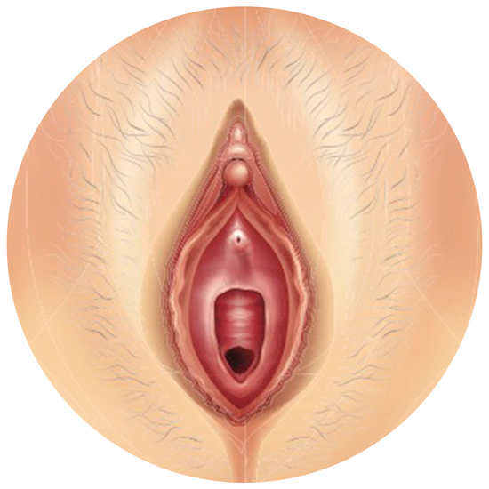 VULVA PH5